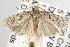  ( - ANIC Gen No. 001939)  @12 [ ] Copyright (2010) Unspecified Australia National Insect Collection
