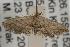  ( - ANIC Gen No. 001945)  @13 [ ] Copyright (2010) Unspecified Australia National Insect Collection