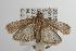  ( - ANIC Gen No. 001949)  @13 [ ] Copyright (2010) Unspecified Australia National Insect Collection