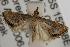  ( - ANIC Gen No. 001953)  @14 [ ] Copyright (2010) Unspecified Australia National Insect Collection