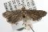  ( - ANIC Gen No. 001974)  @13 [ ] Copyright (2010) Unspecified Australia National Insect Collection