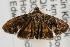  ( - ANIC Gen No. 001975)  @12 [ ] Copyright (2010) Unspecified Australia National Insect Collection