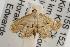 ( - ANIC Gen No. 001978)  @13 [ ] Copyright (2010) Unspecified Australia National Insect Collection