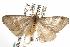  ( - ANIC Gen No. 001984)  @13 [ ] Copyright (2010) Unspecified Australia National Insect Collection