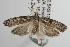  ( - ANIC Gen No. 001985)  @14 [ ] Copyright (2010) Unspecified Australia National Insect Collection