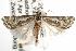  ( - ANIC Gen No. 003051)  @14 [ ] Copyright (2010) Unspecified Australia National Insect Collection