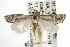  ( - ANIC Gen No. 003053)  @14 [ ] Copyright (2010) Unspecified Australia National Insect Collection