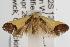  ( - ANIC Gen No. 003060)  @12 [ ] Copyright (2010) Unspecified Australia National Insect Collection