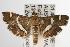  ( - ANIC Gen No. 003084)  @14 [ ] Copyright (2010) Unspecified Australia National Insect Collection