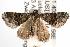  ( - ANIC Gen No. 003085)  @13 [ ] Copyright (2010) Unspecified Australia National Insect Collection