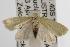  ( - ANIC Gen No. 003086)  @13 [ ] Copyright (2010) Unspecified Australia National Insect Collection