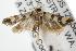  (Mimobrachyoma sp. ANIC1 - ANIC Gen No. 003090)  @14 [ ] Copyright (2010) Unspecified Australia National Insect Collection