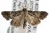  ( - ANIC Gen No. 003093)  @13 [ ] Copyright (2010) Unspecified Australia National Insect Collection