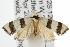  ( - ANIC Gen No. 003099)  @13 [ ] Copyright (2010) Unspecified Australia National Insect Collection