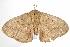  ( - ANIC Gen No. 003136)  @14 [ ] Copyright (2010) Unspecified Australia National Insect Collection