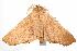  ( - ANIC Gen No. 003137)  @13 [ ] Copyright (2010) Unspecified Australia National Insect Collection