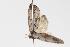  ( - ANIC Gen No. 000126)  @13 [ ] Copyright (2010) Unspecified Australia National Insect Collection