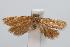  ( - ANIC Gen No. 000146)  @13 [ ] Copyright (2010) Unspecified Australia National Insect Collection