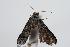  ( - ANIC Gen No. 000157)  @12 [ ] Copyright (2010) Unspecified Australia National Insect Collection