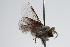  ( - ANIC Gen No. 000160)  @12 [ ] Copyright (2010) Unspecified Australia National Insect Collection