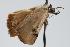  ( - ANIC Gen No. 000174)  @13 [ ] Copyright (2010) Unspecified Australia National Insect Collection