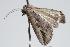  ( - ANIC Gen No. 000194)  @13 [ ] Copyright (2010) Unspecified Australia National Insect Collection
