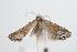  ( - ANIC Gen No. 000209)  @13 [ ] Copyright (2010) Unspecified Australia National Insect Collection