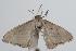  ( - ANIC Gen No. 000228)  @12 [ ] Copyright (2010) Unspecified Australia National Insect Collection