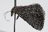  ( - ANIC Gen No. 000236)  @12 [ ] Copyright (2010) Unspecified Australia National Insect Collection