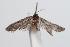  ( - ANIC Gen No. 000239)  @12 [ ] Copyright (2010) Unspecified Australia National Insect Collection