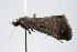  ( - ANIC Gen No. 000251)  @13 [ ] Copyright (2010) Unspecified Australia National Insect Collection