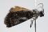  ( - ANIC Gen No. 000256)  @12 [ ] Copyright (2010) Unspecified Australia National Insect Collection