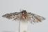  ( - ANIC Gen No. 000262)  @13 [ ] Copyright (2010) Unspecified Australia National Insect Collection