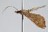  ( - ANIC Gen No. 000264)  @12 [ ] Copyright (2010) Unspecified Australia National Insect Collection
