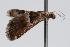  ( - ANIC Gen No. 000276)  @13 [ ] Copyright (2010) Unspecified Australia National Insect Collection