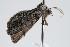  ( - ANIC Gen No. 000279)  @14 [ ] Copyright (2010) Unspecified Australia National Insect Collection