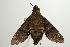  ( - ANIC Gen No. 003190)  @13 [ ] Copyright (2010) Unspecified Australia National Insect Collection
