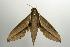  ( - ANIC Gen No. 003204)  @13 [ ] Copyright (2010) Unspecified Australia National Insect Collection