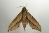  ( - ANIC Gen No. 003205)  @13 [ ] Copyright (2010) Unspecified Australia National Insect Collection