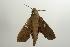  ( - ANIC Gen No. 003211)  @12 [ ] Copyright (2010) Unspecified Australia National Insect Collection