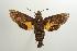  (Macroglossum alcedo - ANIC Gen No. 003214)  @14 [ ] Copyright (2010) Unspecified Australia National Insect Collection