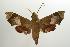  ( - ANIC Gen No. 003217)  @14 [ ] Copyright (2010) Unspecified Australia National Insect Collection