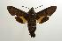  (Macroglossum rectans - ANIC Gen No. 003221)  @14 [ ] Copyright (2010) Unspecified Australia National Insect Collection