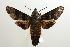  (Macroglossum joannisi - ANIC Gen No. 003225)  @13 [ ] Copyright (2010) Unspecified Australia National Insect Collection