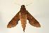  ( - ANIC Gen No. 003246)  @13 [ ] Copyright (2010) Unspecified Australia National Insect Collection