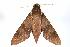  ( - ANIC Gen No. 003247)  @13 [ ] Copyright (2010) Unspecified Australia National Insect Collection