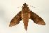  ( - ANIC Gen No. 003249)  @13 [ ] Copyright (2010) Unspecified Australia National Insect Collection