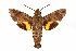  (Macroglossum sp - ANIC Gen No. 003250)  @14 [ ] Copyright (2010) Unspecified Australia National Insect Collection