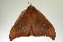  ( - ANIC Gen No. 003261)  @13 [ ] Copyright (2010) Unspecified Australia National Insect Collection