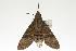 ( - ANIC Gen No. 003329)  @13 [ ] Copyright (2010) Unspecified Australia National Insect Collection